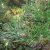 Pinus nigra