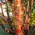 Prunus eminens Umbraculifera, Klotkörsbär serrula stam, 200 serrula stam C15