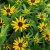 Rudbeckia fulgida Little Goldstar ®, Strålrudbeckia