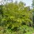 Stewartia pseudocamellia, Japansk Skenkamelia