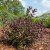 Weigela florida Alexandra ® (Wine and Roses), Rosenprakttry
