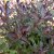 Weigela florida Alexandra ® (Wine and Roses), Rosenprakttry