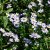 Aster incisus Blue Star