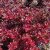 Berberis thunbergii Atropurpurea, Röd Häckberberis