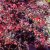 Berberis thunbergii Atropurpurea, Röd Häckberberis