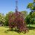 Fagus sylvatica Purpurea Pendula, Hängblodbok
