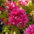 Rhododendron Knap Hill Homebush, Azalea, 40-50 C5