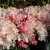 Rhododendron yak. Dreamland, Rododendron Stam, 80 stam C5