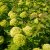 Viburnum opulus Pohjan Neito