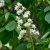Aesculus hippocastanum, Hästkastanj