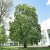 Aesculus hippocastanum, Hästkastanj