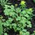 Aquilegia vulgaris Ruby Port
