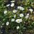 Bellis perennis