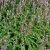 Bistorta amplexicaulis Rosea