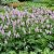 Bistorta officinalis Superba, Stor Ormrot, SQ1