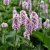 Bistorta officinalis Superba, Stor Ormrot, SQ1