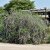 Buddleja alternifolia, Sommarbuddleja, busk C3,5