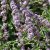 Buddleja alternifolia, Sommarbuddleja, busk C3,5