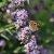 Buddleja alternifolia, Sommarbuddleja, busk C3,5