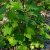 Ribes sanguineum Koja