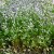 Claytonia sibirica