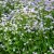 Claytonia sibirica