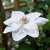 Clematis patens Mrs George Jackman