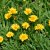 Coreopsis grandiflora Early Sunrise, Flicköga, P9cm