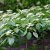 Cornus controversa, Pagodkornell