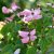 Cornus kousa Satomi, Koreansk Blomsterkornell