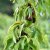 Cornus officinalis