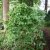 Cornus officinalis
