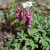 Corydalis solida, Stor Nunneört, P9cm