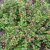 Cotoneaster apiculatus E, Klippoxbär, busk C3,5