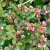 Cotoneaster apiculatus E, Klippoxbär, busk C3,5