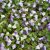 Cymbalaria muralis, Murreva, P9cm