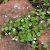 Cymbalaria muralis, Murreva, P9cm