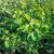 Amelanchier alnifolia Greatberry ® Farm
