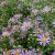 Aster amellus Axel Tallner, Brittsommaraster