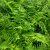 Athyrium filix-femina, Majbräken