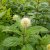 Cephalanthus occidentalis Fiber Optics ® (Bailoptics), Bollbuske, 40-60 C4,5