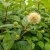 Cephalanthus occidentalis Fiber Optics ® (Bailoptics), Bollbuske, 40-60 C4,5