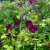 Clematis viticella Royal Velours