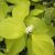 Cornus alba Aurea, Rysk Kornell, busk C3,5