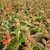 Diervilla sessilifolia Dise