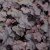 Heuchera hybr. Obsidian ®, Alunrot