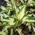 Hosta fortunei Fire and Ice, Blomsterfunkia, P9cm