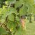 Humulus lupulus Näs, Humle, C2