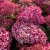 Hydrangea arborescens Invincibelle ® (Pink Annabelle, NCHA1), Vidjehortensia