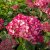 Hydrangea arborescens Ruby Annabelle ® (NCHA3), Vidjehortensia